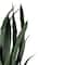 2.4ft. Two-Tone Green & Black Potted Snake Plant